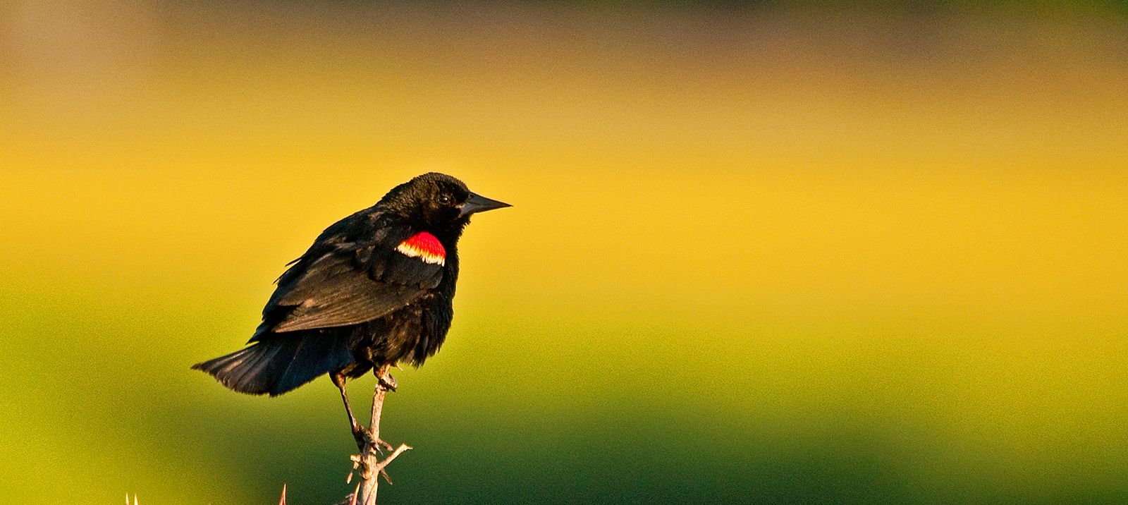 wildlife-landing-compressor